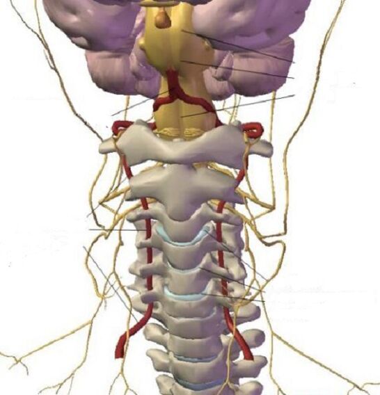 Structura regiunii cervicale